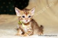 /album/litter-a/adele-www-esbbengalcat-4-jpg2/